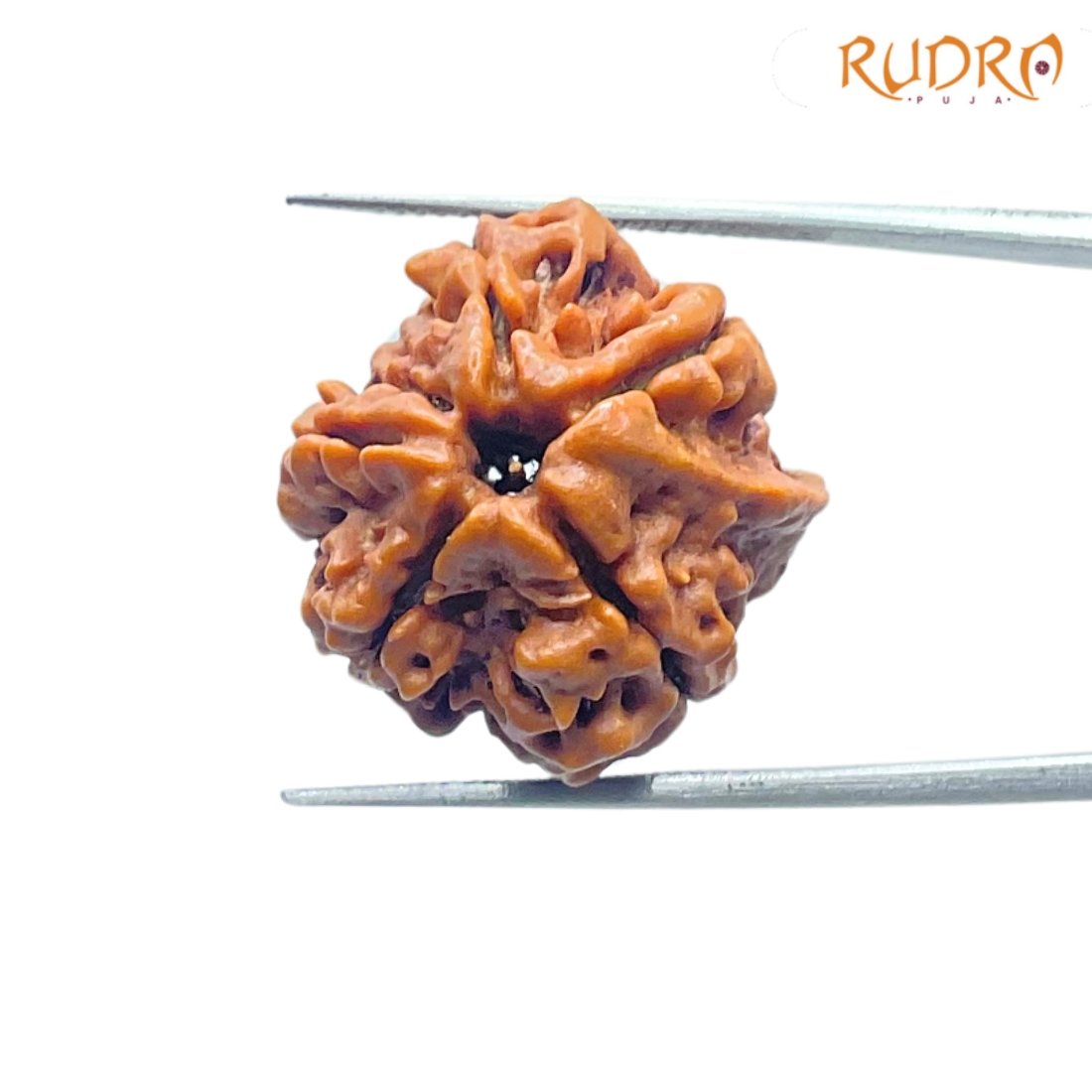 Double-Ganesha-Rudraksha-19.98-MM-Rudrapuja-MP-C.jpg