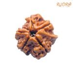 Double-Ganesha-Rudraksha-19.98-MM-Rudrapuja-MP-C.jpg