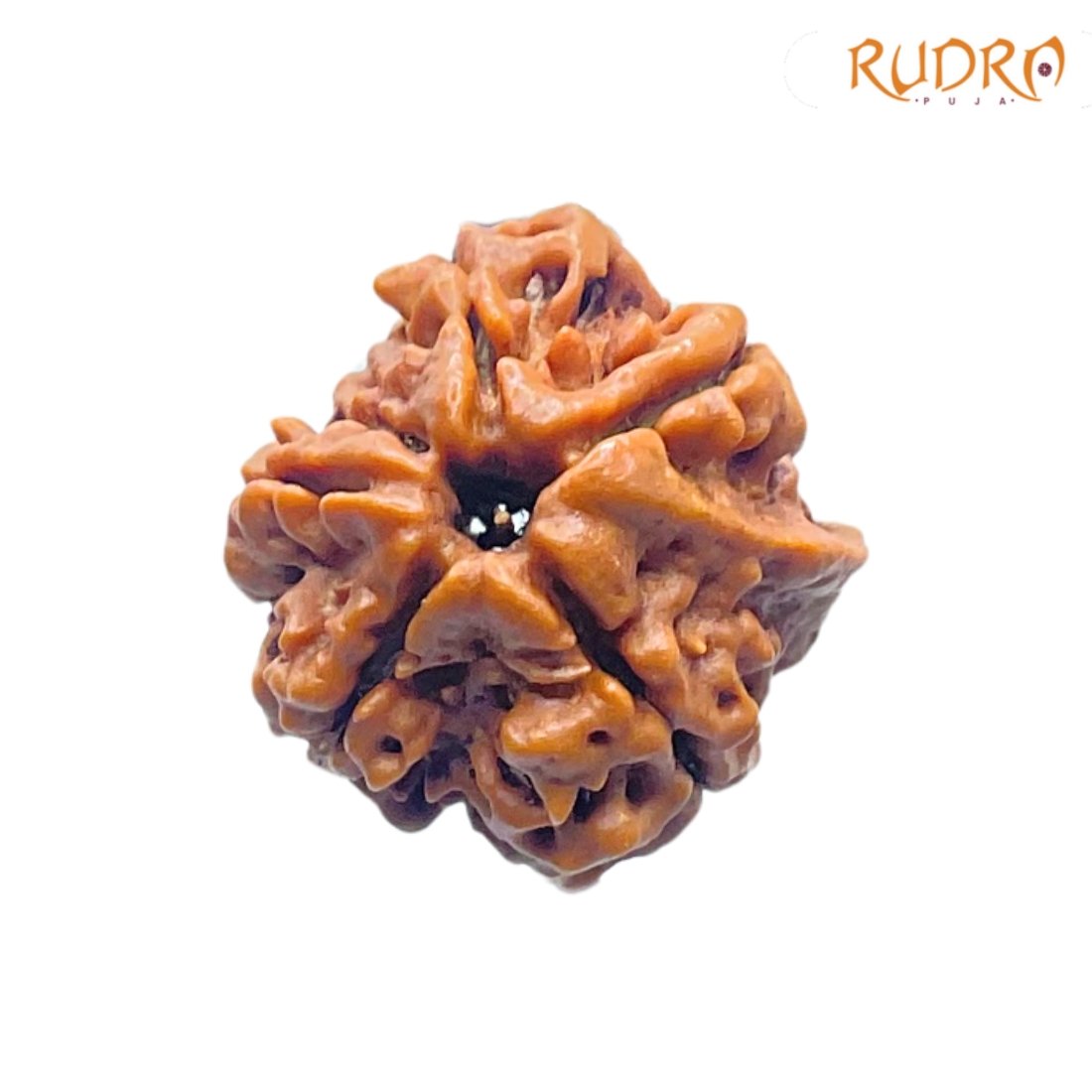 Double-Ganesha-Rudraksha-19.98-MM-Rudrapuja-MP-C.jpg