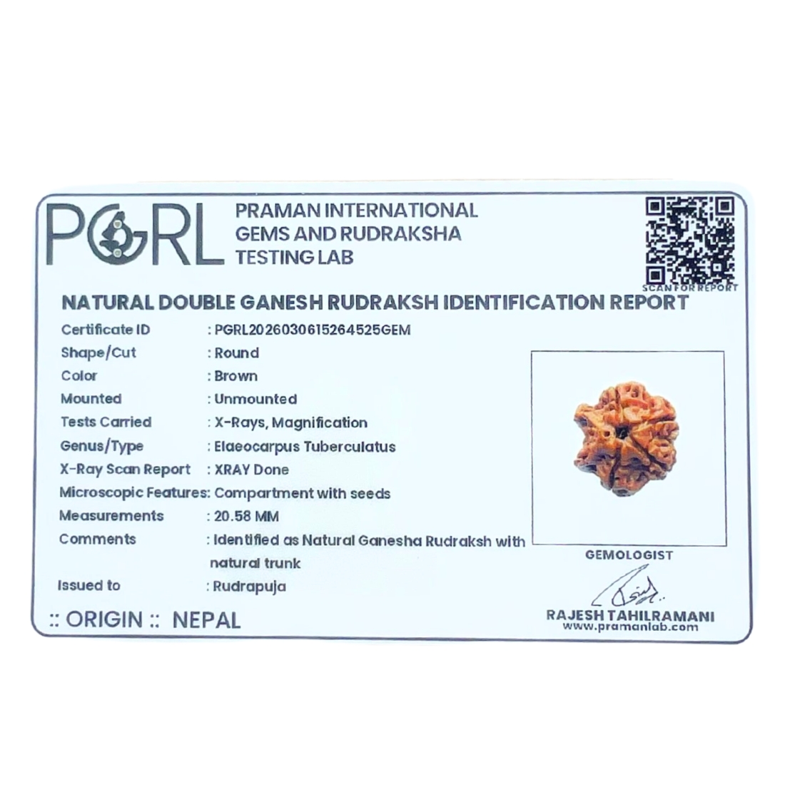 Double Ganesha Rudraksha - (20.58 MM) - (Rudrapuja)