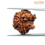 Double Ganesha Rudraksha - (20.58 MM) - (Rudrapuja)