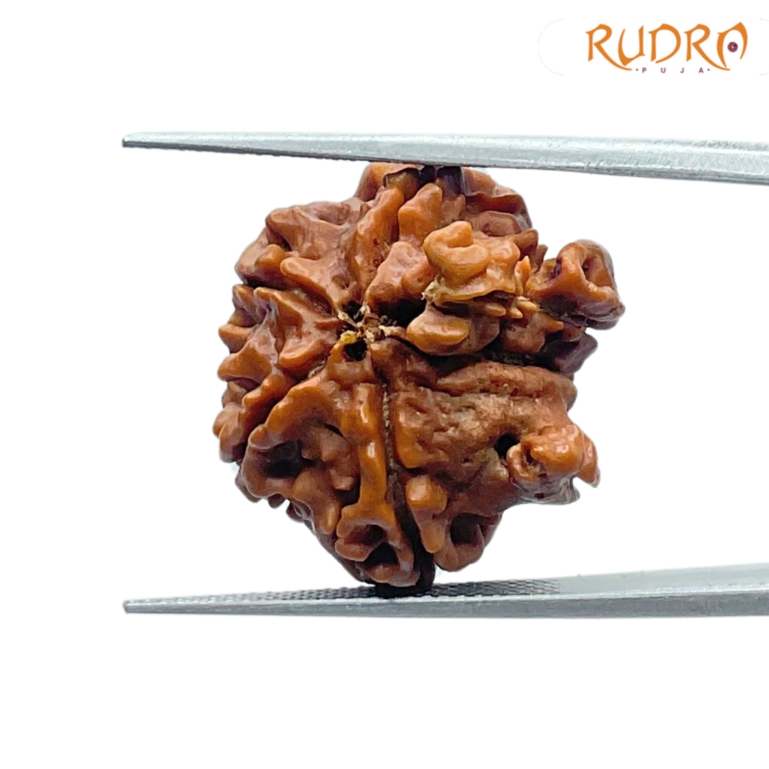 Double Ganesha Rudraksha - (20.58 MM) - (Rudrapuja)