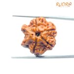 Double Ganesha Rudraksha - (20.58 MM) - (Rudrapuja)