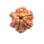 Double Ganesha Rudraksha - (20.58 MM) - (Rudrapuja)