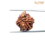 Double Ganesha Rudraksha - (20.71 MM) - (Rudrapuja)