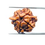 Double Ganesha Rudraksha - (20.71 MM) - (Rudrapuja)
