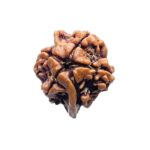 Double Ganesha Rudraksha - (20.71 MM) - (Rudrapuja)