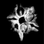 Double Ganesha Rudraksha - (20.95 MM) - (Rudrapuja)