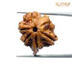 Double Ganesha Rudraksha - (20.95 MM) - (Rudrapuja)