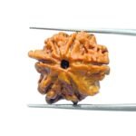 Double Ganesha Rudraksha - (20.95 MM) - (Rudrapuja)