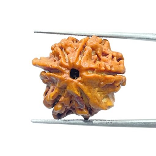 Double Ganesha Rudraksha - (20.95 MM) - (Rudrapuja)