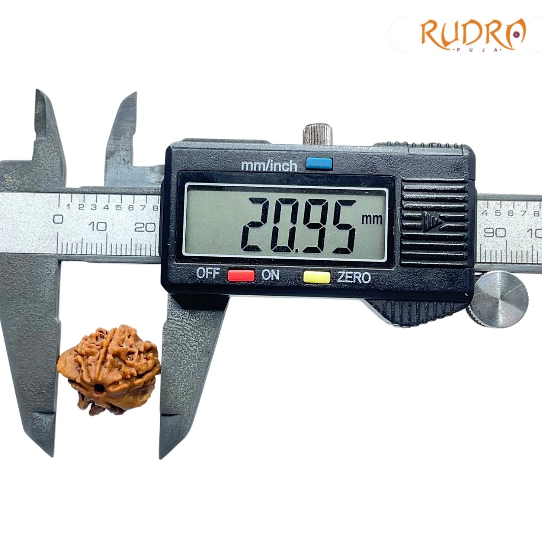 Double Ganesha Rudraksha - (20.95 MM) - (Rudrapuja)