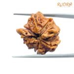 Double Ganesha Rudraksha - (20.95 MM) - (Rudrapuja)