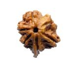 Double Ganesha Rudraksha - (20.95 MM) - (Rudrapuja)
