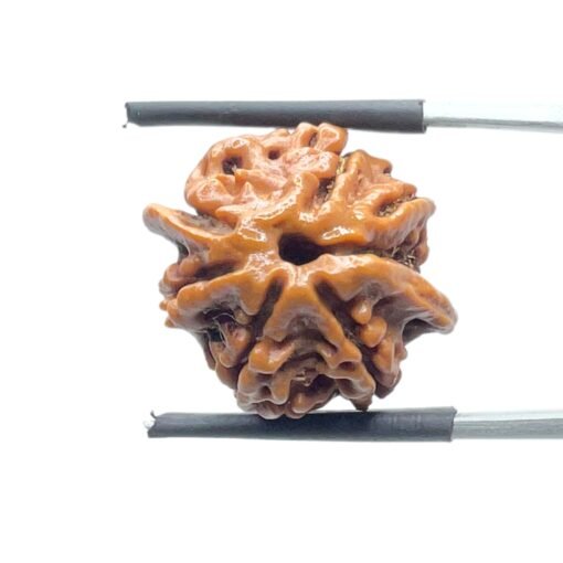 Double Ganesha Rudraksha - (21.04 MM) - (Rudrapuja)