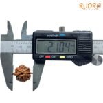 Double Ganesha Rudraksha - (21.04 MM) - (Rudrapuja)