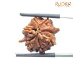Double Ganesha Rudraksha - (21.04 MM) - (Rudrapuja) BP C