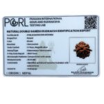 Double Ganesha Rudraksha - (21.04 MM)