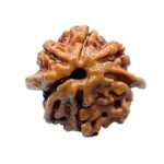 Double Ganesha Rudraksha - (21.04 MM) - (Rudrapuja)