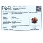 Double Ganesha Rudraksha - (21.08 MM)