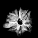 Double Ganesha Rudraksha - (21.08 MM) - (Rudrapuja)