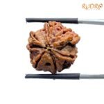 Double Ganesha Rudraksha - (21.08 MM) - (Rudrapuja)