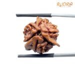 Double Ganesha Rudraksha - (21.08 MM) - (Rudrapuja)