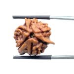 Double Ganesha Rudraksha - (21.08 MM) - (Rudrapuja)