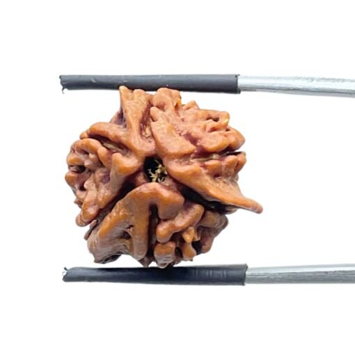 Double Ganesha Rudraksha - (21.08 MM) - (Rudrapuja)