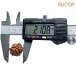 Double Ganesha Rudraksha - (21.08 MM) - (Rudrapuja)