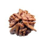 Double Ganesha Rudraksha - (21.08 MM) - (Rudrapuja)