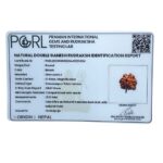 Double Ganesha Rudraksha - (21.12 MM) - (Rudrapuja)