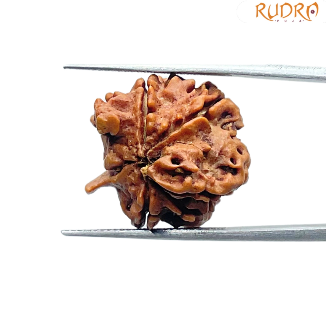 Double Ganesha Rudraksha - (21.12 MM) - (Rudrapuja)