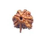Double Ganesha Rudraksha - (21.12 MM) - (Rudrapuja)