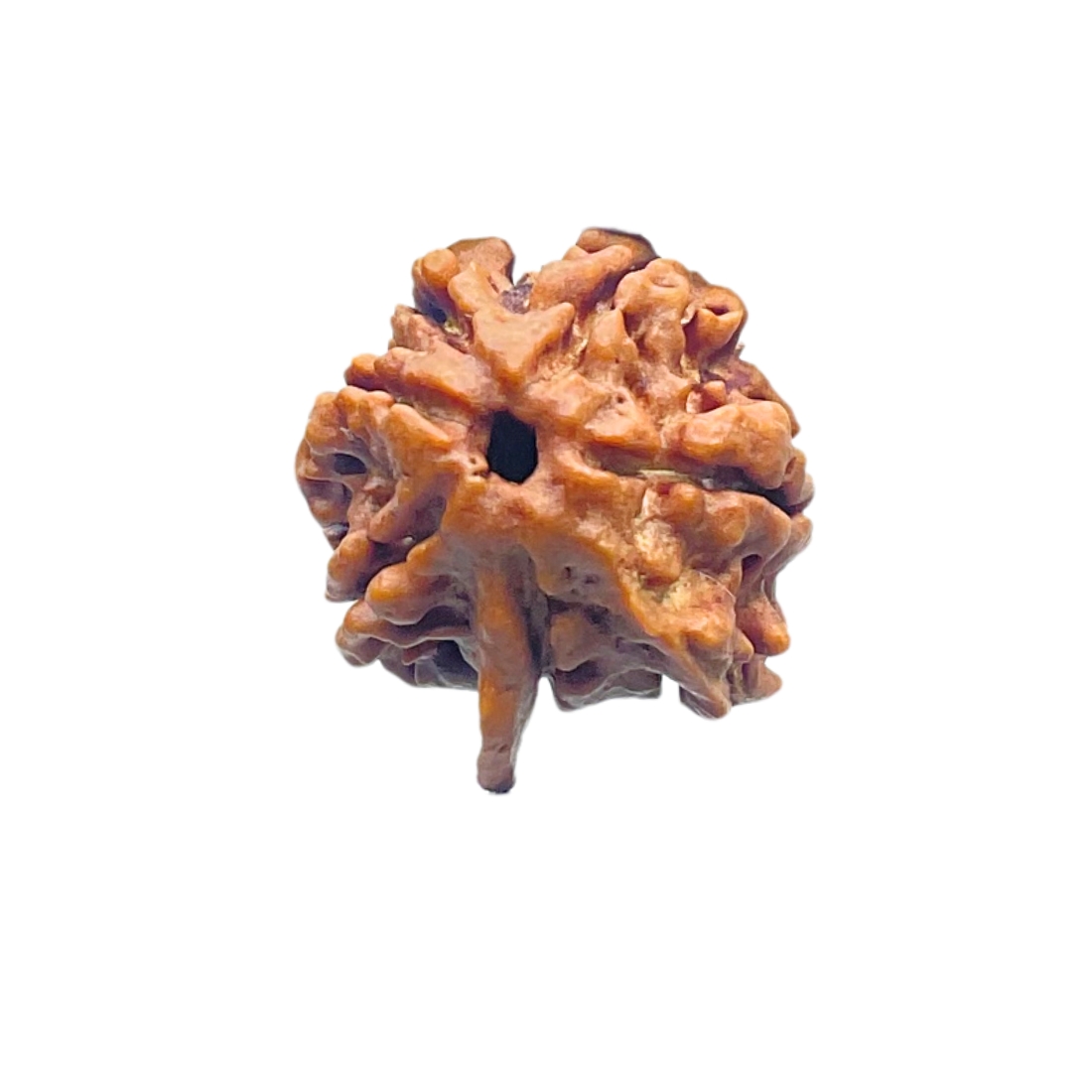 Double Ganesha Rudraksha - (21.12 MM) - (Rudrapuja)
