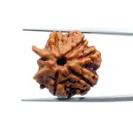 Double Ganesha Rudraksha - (21.12 MM) - (Rudrapuja)