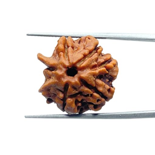 Double Ganesha Rudraksha - (21.12 MM) - (Rudrapuja)