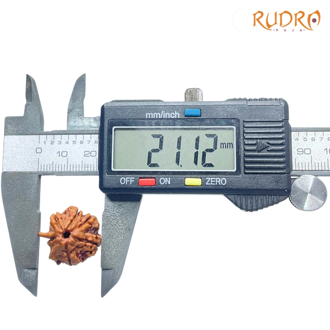 Double Ganesha Rudraksha - (21.12 MM) - (Rudrapuja)