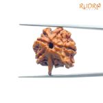 Double Ganesha Rudraksha - (21.12 MM) - (Rudrapuja)