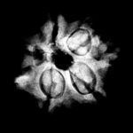 Double Ganesha Rudraksha - (21.12 MM) - (Rudrapuja)