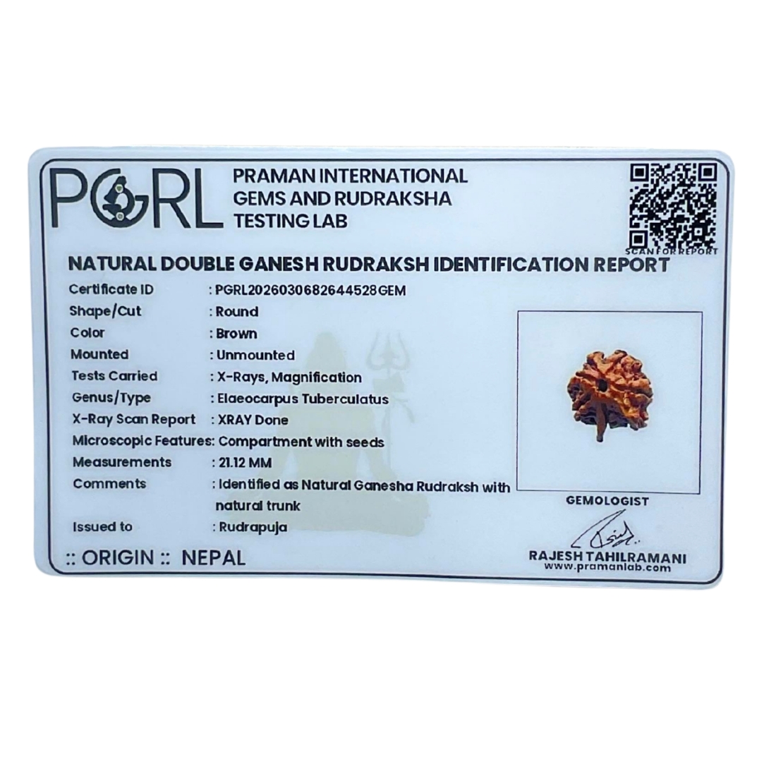 Double Ganesha Rudraksha - (21.12 MM) - (Rudrapuja)