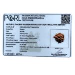 Double Ganesha Rudraksha - (21.26 MM) - (Rudrapuja)