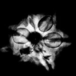 Double Ganesha Rudraksha - (21.26 MM) - (Rudrapuja)