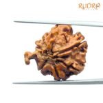 Double Ganesha Rudraksha - (21.26 MM) - (Rudrapuja)