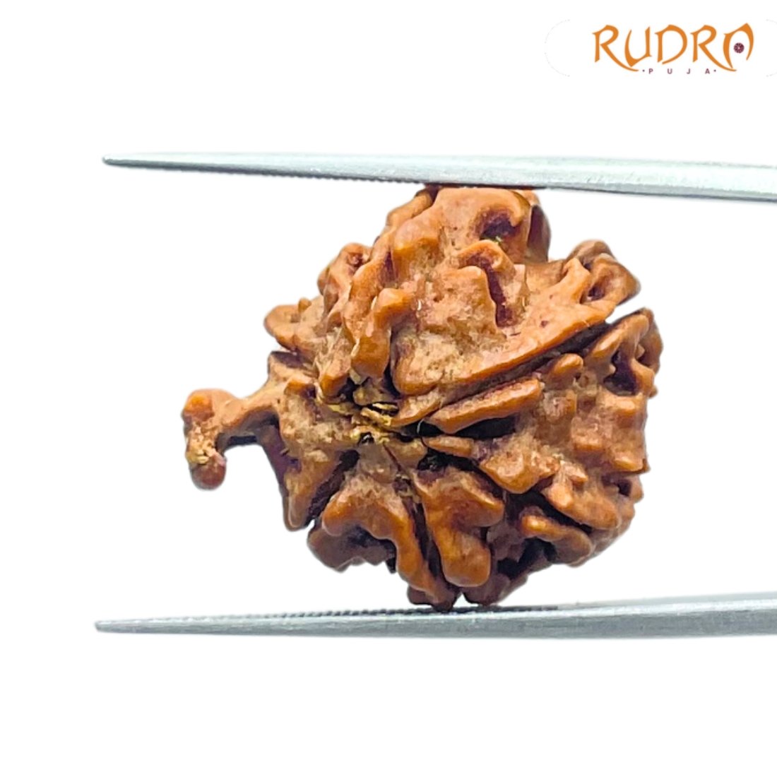 Double Ganesha Rudraksha - (21.26 MM) - (Rudrapuja)