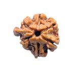 Double Ganesha Rudraksha - (21.26 MM) - (Rudrapuja)