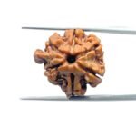 Double Ganesha Rudraksha - (21.26 MM) - (Rudrapuja)