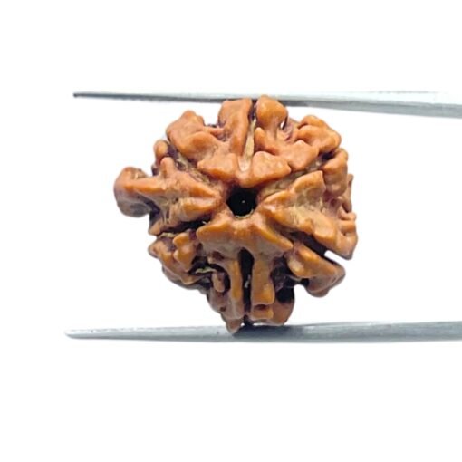 Double Ganesha Rudraksha - (21.26 MM) - (Rudrapuja)