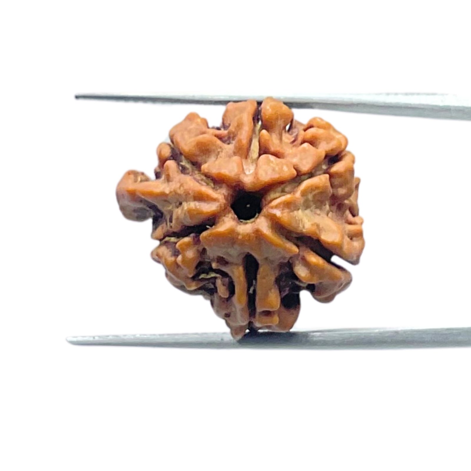 Double Ganesha Rudraksha - (21.26 MM) - (Rudrapuja)