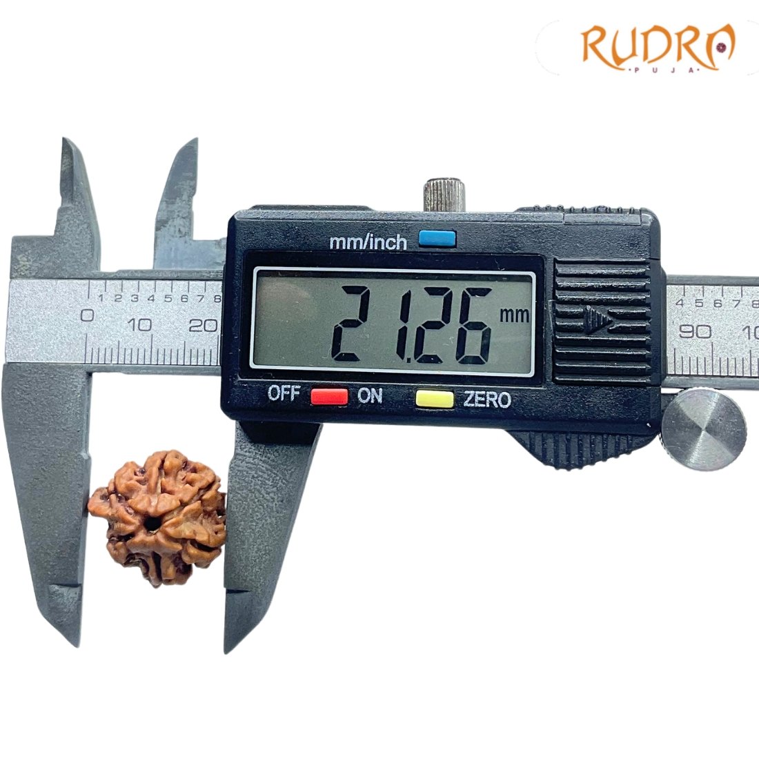 Double Ganesha Rudraksha - (21.26 MM) - (Rudrapuja)